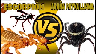 ESCORPIÓN VS ARAÑA PAYKULLIANA  COMENTADO [upl. by Oettam]