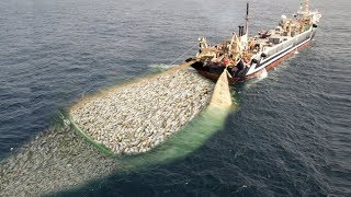 WoW  Fishing Boat Catch a Lot of Fish  Big Catch [upl. by Alliuqet]