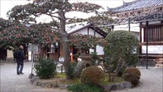 Chuguji Temple （中宮寺） Ikaruga Town Nara Prefecture [upl. by Margarethe982]