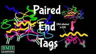 Paired End Tags  End diTags  Paired End Sequencing [upl. by Orsay]