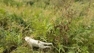 English Setter finding pheasants [upl. by Wivina]