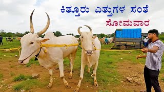 Market day in Kittur  Buying and selling bullocks [upl. by Sera]