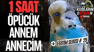 Konuşan Muhabbet Kuşu Öpücük Annem Annecim  Muhabbet Kuşu Konuşturma Eğitimi [upl. by Elag294]