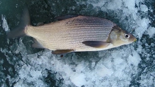 How to catch Lake Whitefish  Underwater Action Shots [upl. by Jeaz533]