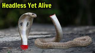 10 Animals That Can Continue Living After Death [upl. by Nylodnarb]