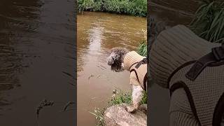 🐕Dog Encounters Fish🐟 [upl. by Hertz]