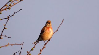 Common Linnet Singing [upl. by Rayner940]