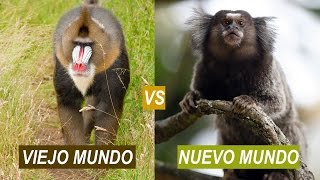 Monos del Viejo Mundo y del Nuevo Mundo [upl. by Uaeb]