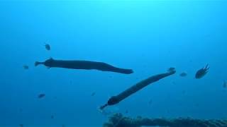 Fuerteventura  Costa Calma  snorkeling diving nature and drone [upl. by Cristy]