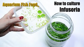 How to culture infusoria  aquarium fish food [upl. by Antonetta517]