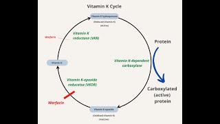 Vitamin K Cycle Steps and Enzymes  Vitamin K quinone Hydroquinone Epoxide [upl. by Jenica]