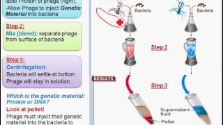 DNA Experiments and Structure [upl. by Yrovi]