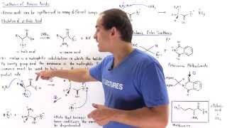 Synthesis of Amino Acids [upl. by Daahsar]