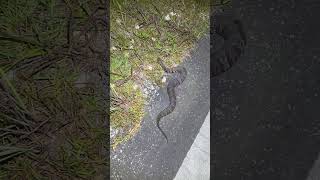 Cottonmouth found on the road in the Everglades herping [upl. by Quenna]