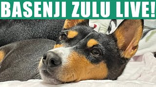 Basenji Zulu Live [upl. by Berta]