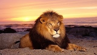 National Geographic Full Documentary  Lions Blood And Sand  Lions Documentary [upl. by Ioved]