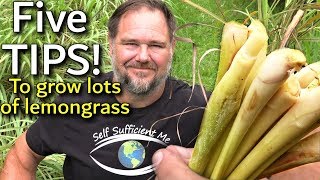 5 Tips How to Grow a Ton of Lemongrass at Home [upl. by Airbmac]