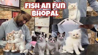 PERSION KITTENS 🐈 AVAILABLE IN FISH AN FUN BHOPAL  RS PETS ZONE [upl. by Asante847]