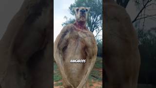 Man saves dog from kangaroo animals fact viral [upl. by Ahterahs]