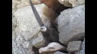 Pallid Swift Apus pallidus at Benalmadena Costa del Sol Spain [upl. by Ibrik898]