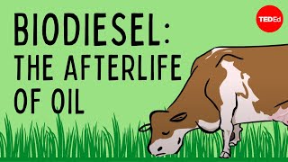 Biodiesel The afterlife of oil  Natascia Radice [upl. by Richie]