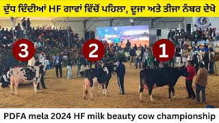 PDFA milk beauty HF cow competition 2024  ਦੁੱਧ ਦਿੰਦੀਆਂ hf ਗਾਵਾਂ ਦਾ ਮੁਕਾਬਲਾ PDFA [upl. by Barber]