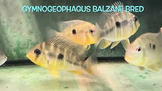 Gymnogeophagus balzanii bred [upl. by Jutta]