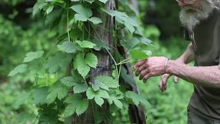 Hops Humulus lupulus [upl. by Aimee]