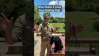 What Makes A Good Dove Hunting Dog Post your Thoughts Below shorts hunting [upl. by Sadinoel]