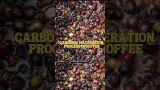 CARBONIC MACERATION coffee coffeeprocessing [upl. by Saul]