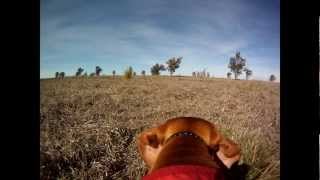 vizsla diamond pheasant hunt gopro [upl. by Antony817]