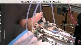 Cleveland Clinic BioRobotics Lab  Foot and Ankle Musculoskeletal Simulator HD [upl. by Avlem349]