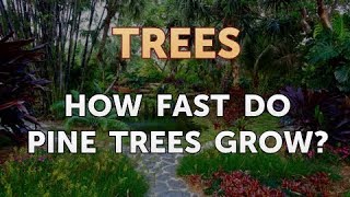 How Fast Do Pine Trees Grow [upl. by Aneres]