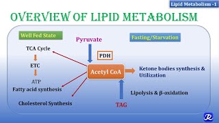 1 Overview of lipid metabolism  Lipid Metabolism1  Biochemistry  NJOY Biochemistry [upl. by Annaitat]