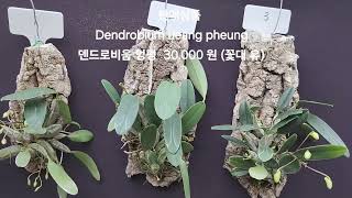 판매상품 Dendrobium ueang pheung 덴드로비움 엉펑 [upl. by Lainey]