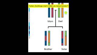 Teilen Zwillinge mehr DNA als Geschwister  Denke Passend [upl. by Ihcur426]