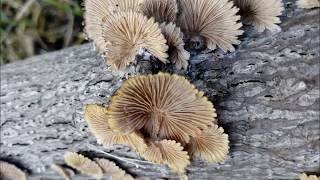 Schizophyllum commune  primo fungo che ho trovato nel post quarantena [upl. by Abihsot]