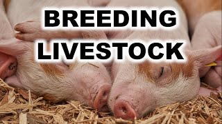 Breeding Livestock Small Scale [upl. by Miltie332]