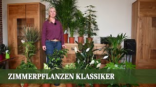 Zimmerpflanzen Teil 1  Die Klassiker Pflege und Ansprüche [upl. by Charleen]