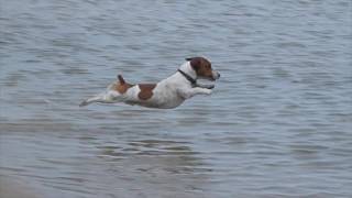 Jack Russell Racing Dive [upl. by Joseph150]