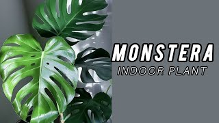 repotting Technique and Caring Tips For Monstera Plant  Monstera Indoor Plant [upl. by Westfahl]