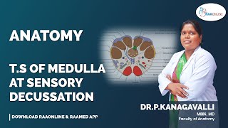 T S Of Medulla At Sensory Decussation [upl. by Nevag]