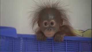 Adorable Baby Orangutans [upl. by Bremen]