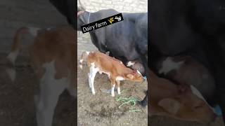 Dairy Farm business content plan ideas 🧠💡💰cow dairyfarm youtubeshorts viralshort bhojpuri song [upl. by Ativel]