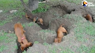 Dachshunds Dig The Best Holes  The Dodo [upl. by Ylsel]