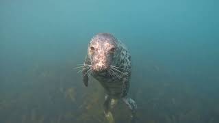 Lundy island seals snorkeling Jun 2024 UK 4K [upl. by Ahsai108]