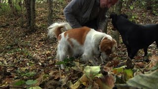 En Italie les chiens truffiers ont leur propre quotuniversitéquot [upl. by Ariada356]