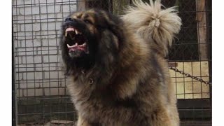 Caucasian Shepherd Dogs CRAZIEST ATTACKS 2020 [upl. by Euqirdor403]