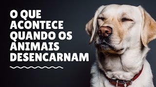 O que acontece com os animais quando desencarnam mensagem espÃ­rita [upl. by Gerge853]