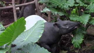 Malayan Tapir Tapirus indicus [upl. by Winonah637]